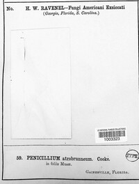 Penicillium atrobrunneum image